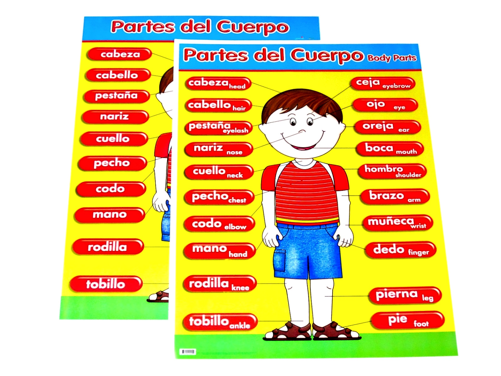 POSTER PARTES CUERPO GRANMARK                               
